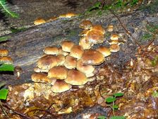 Stužica, NP Poloniny