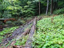 Stužica, NP Poloniny