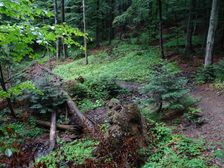 Stužica, NP Poloniny