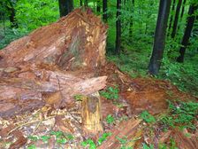 Stužica, NP Poloniny