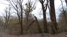 Nationalpark Donauauen, Stopfenreuther Au, core zone