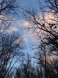Nationalpark Donauauen, Stopfenreuther Au, core zone
