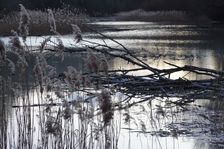 Nationalpark Donauauen, Stopfenreuther Au, core zone