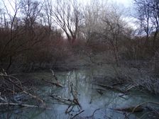 Nationalpark Donauauen, Stopfenreuther Au, core zone