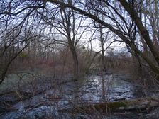 Nationalpark Donauauen, Stopfenreuther Au, core zone