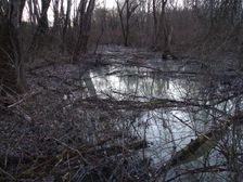 Nationalpark Donauauen, Stopfenreuther Au, core zone