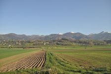 Polia