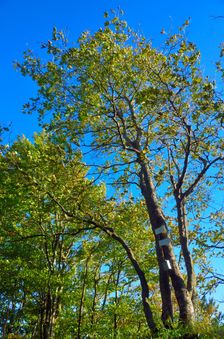 Hrčova Kečka 1226m, tabule
