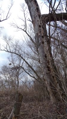 Nationalpark Donauauen, Stopfenreuther Au, core zone
