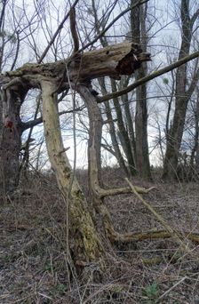 Nationalpark Donauauen, Stopfenreuther Au, core zone