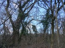 Nationalpark Donauauen, Stopfenreuther Au, core zone