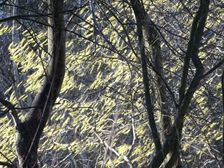 Nationalpark Donauauen, Stopfenreuther Au, core zone, blooming hazel