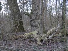 Nationalpark Donauauen, Stopfenreuther Au, core zone