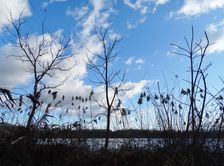 Nationalpark Donauauen, Stopfenreuther Au, core zone, Ailanthus altissima & Phragmites australis
