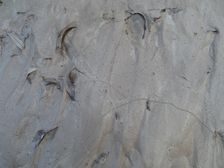 Nationalpark Donauauen, Stopfenreuther Au, mud after danube flood