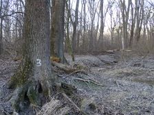 Nationalpark Donauauen, Stopfenreuther Au, core zone, growing human impacts