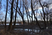 Nationalpark Donauauen, Stopfenreuther Au, core zone