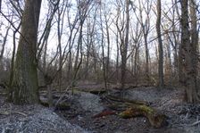 Nationalpark Donauauen, Stopfenreuther Au, core zone