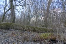 Nationalpark Donauauen, Stopfenreuther Au, core zone