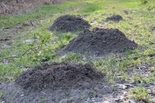 Nationalpark Donauauen, Stopfenreuther Au, core zone, molehills (Talpa europaea)