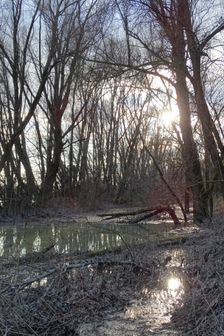 Nationalpark Donauauen, Stopfenreuther Au, core zone, danube flood