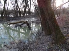 Nationalpark Donauauen, Stopfenreuther Au, core zone, danube flood