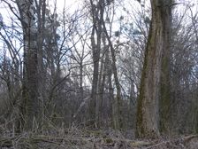 Nationalpark Donauauen, Stopfenreuther Au, core zone