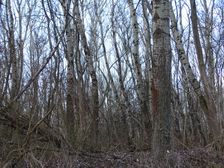 Nationalpark Donauauen, Stopfenreuther Au, core zone