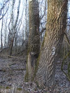 Nationalpark Donauauen, Stopfenreuther Au, core zone