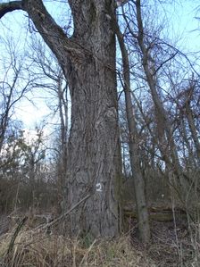 Nationalpark Donauauen, Stopfenreuther Au, core zone, growing human impacts