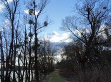 Nationalpark Donauauen, Stopfenreuther Au, core zone