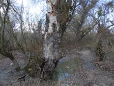 Nationalpark Donauauen, Stopfenreuther Au, core zone