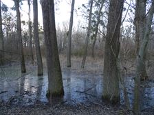 Nationalpark Donauauen, Stopfenreuther Au, core zone