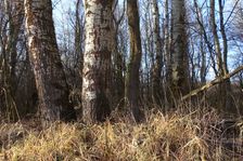 Nationalpark Donauauen, Stopfenreuther Au, core zone