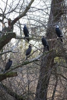 Nationalpark Donauauen, Stopfenreuther Au, core zone, Phalacrocorax carbo