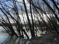 Nationalpark Donauauen, Stopfenreuther Au, core zone, danube flood