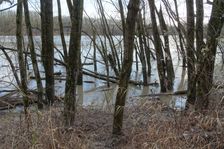 Nationalpark Donauauen, Stopfenreuther Au, core zone, danube flood