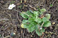 Hainburg, Bellis perennis