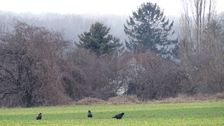 Hainburg - Braunsberg, Corvus frugilegus