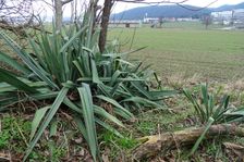 Hainburg - Braunsberg, Yucca filamentosa