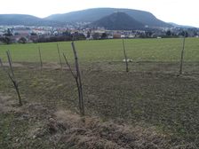 Hainburg - Braunsberg, view to Schloßberg & Hundsheimer Berg