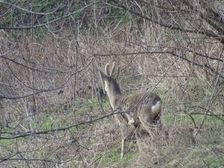 Hainburg - Braunsberg, male Capreolus capreolus