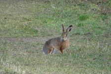 Hainburg - Braunsberg, Lepus europaeus