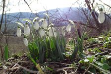 Hainburg - Braunsberg, Galanthus elwesii