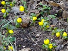 Hainburg - Braunsberg, Eranthis hyemalis