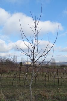 Hainburg - Braunsberg, Juglans regia (walnut)