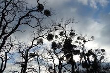 Hainburg - Braunsberg