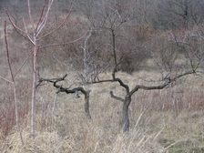 Hainburg - Braunsberg