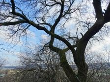 Hainburg - Braunsberg