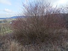 Hainburg - Braunsberg, Cornus sanguinea